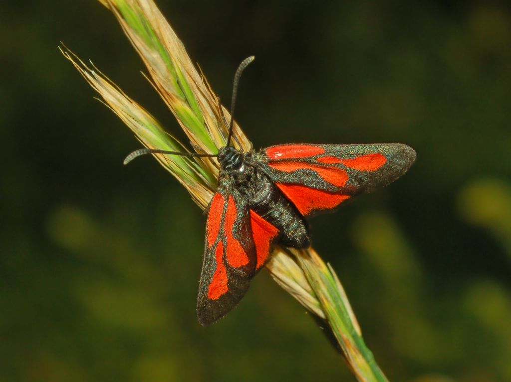 Una piccola Zigena da determinare: Zygaena osterodensis